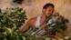 Khat leaves in the foreground, a blurred khat worker in the background Khat leaves in the foreground, a blurred khat worker in the background