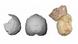 Images showing Apidima fragments and the reconstruction of a Homo sapiens skull Images showing Apidima fragments and the reconstruction of a Homo sapiens skull