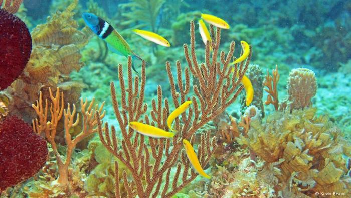 Fische ändern ihr Geschlecht