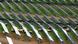 Solarna elektrana, ispod modula pasu ovce Solarna elektrana, ispod modula pasu ovce