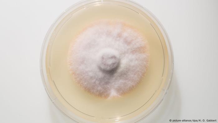 Pilz Fusarium Oxysporum (picture-alliance/dpa/K.-D. Gabbert)