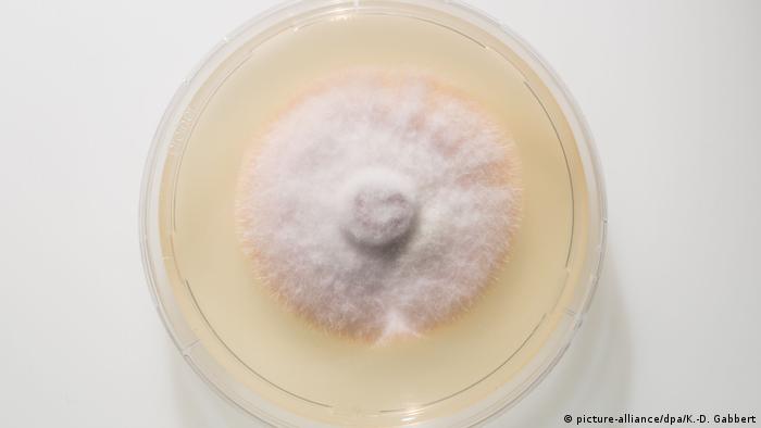 Pilz Fusarium Oxysporum