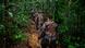 Guiana Goldmine Soldaten und Polizei Guiana Goldmine Soldaten und Polizei