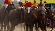 Фестиваль слонов в Непале: конкурс красоты, футбол и спринт (30.12.2016)