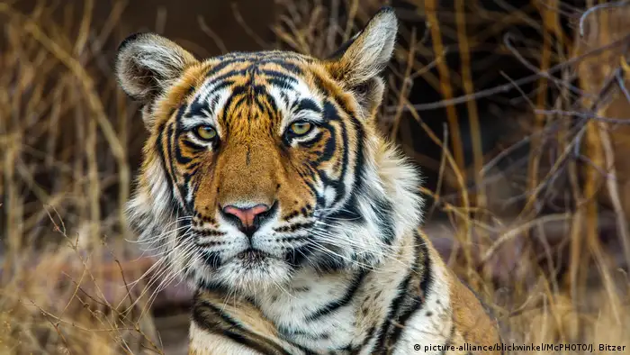Grâce aux efforts de Toger Watch, le nombre de tigres a été multiplié par trois en douze ans à Ranthambore qui n'abritait plus que 18 tigres en 2006 