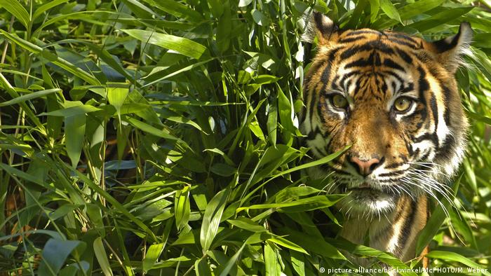 Sumatran tiger (picture-alliance/blickwinkel/McPHOTO/M. Weber)