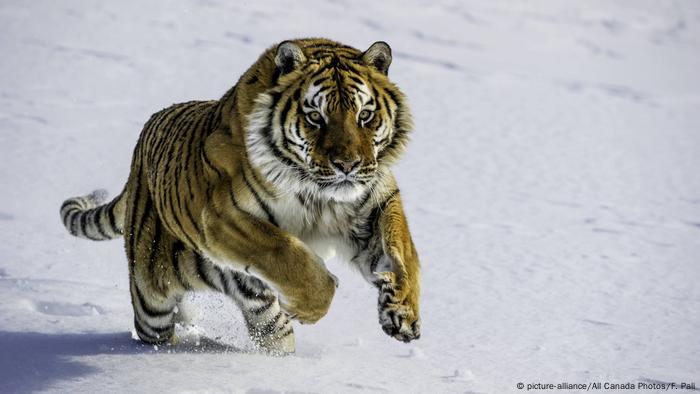 Siberian tiger in the snow (picture-alliance/All Canada Photos/F. Pali)