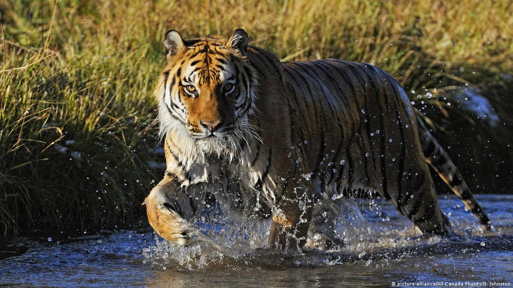China: Siberian tiger caught after attacking villager | News | DW |  26.04.2021