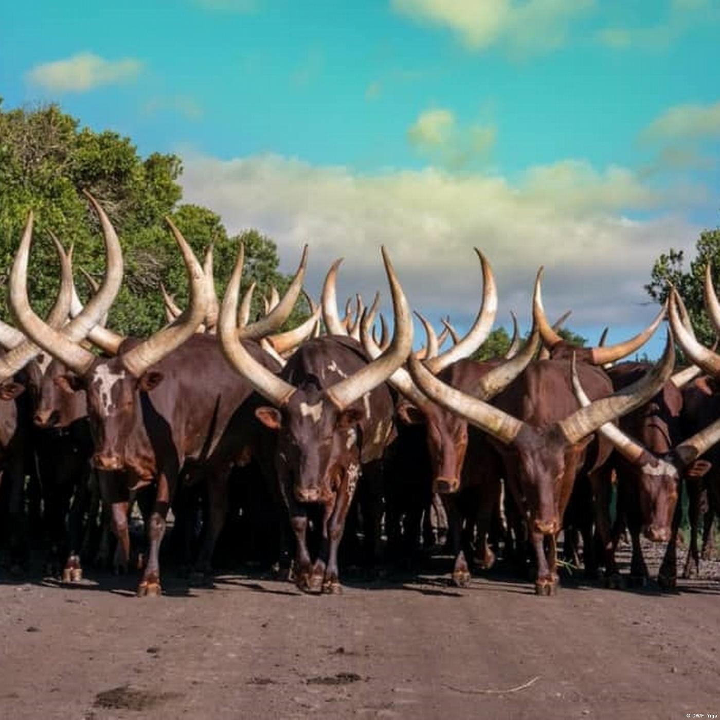 Living Planet: New species and old breeds