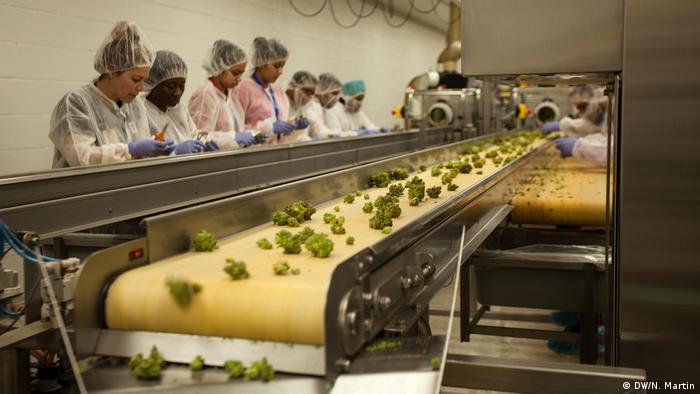 Workers on a cannabis production line