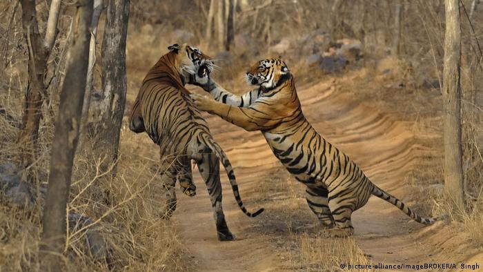 Ein Tiger springt mit erhobenen Vorderpfoten von der Seite gegen die Schultern eines zweiten Tigers 