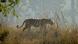 A tigress walks along a ridgeline in Kanha National Park A tigress walks along a ridgeline in Kanha National Park
