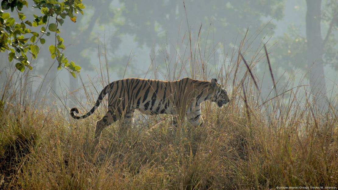 Indien Wilder Bengal-Tiger oder Königstiger