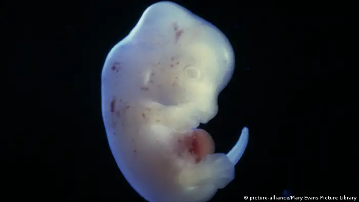 Ratten-Embryo Symbolbild