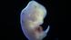 Ratten-Embryo Symbolbild Ratten-Embryo Symbolbild