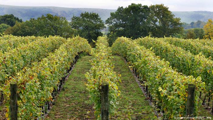Ridgeview Weingut (picture-alliance/dpa/C. Wiig)