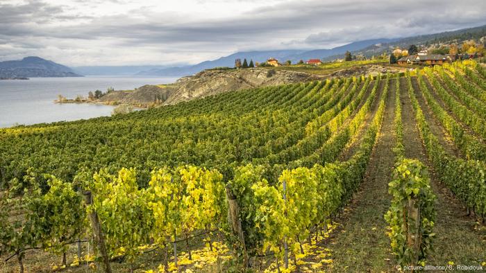 Okanagan valley (picture-alliance/C. Robidoux)