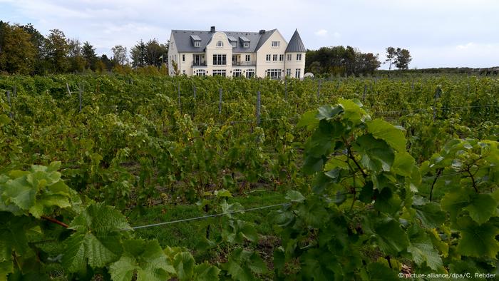 Reben im Weingut Waalem (picture-alliance/dpa/C. Rehder)