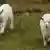Mischwesen- Schiege - Schaf und Ziege
