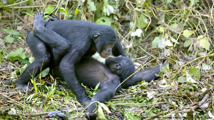 bonobo vs chimpanzee fight bonobo vs chimpanzee fight
