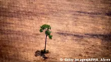 View of a tree in a deforested area in the middle of the Amazon jungle during an overflight by Greenpeace activists over areas of illegal exploitation of timber, as part of the second stage of the The Amazon's Silent Crisis report, in the state of Para, Brazil, on October 14, 2014. According to Greenpeace's report, timber trucks carry at night illegally felled trees to sawmills, which then process them and export the wood as if it was from a legal origin to France, Belgium, Sweden and the Netherlands. AFP PHOTO / Raphael Alves / AFP PHOTO / RAPHAEL ALVES (Photo credit should read RAPHAEL ALVES/AFP/Getty Images)