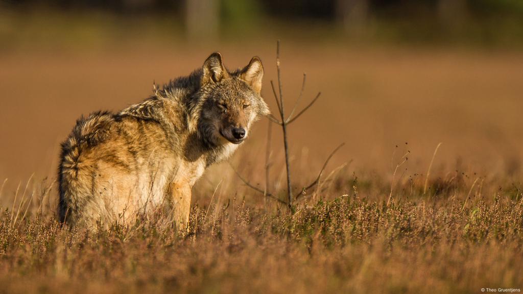 Puede el turismo salvar a los lobos en Alemania?