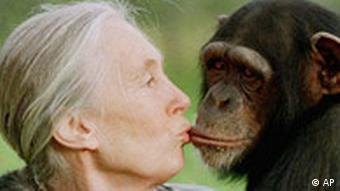 Primatenforscherin Jane Goodall mit Schimpansen