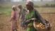 Indien Landwirtschaft Kartoffeln Indien Landwirtschaft Kartoffeln