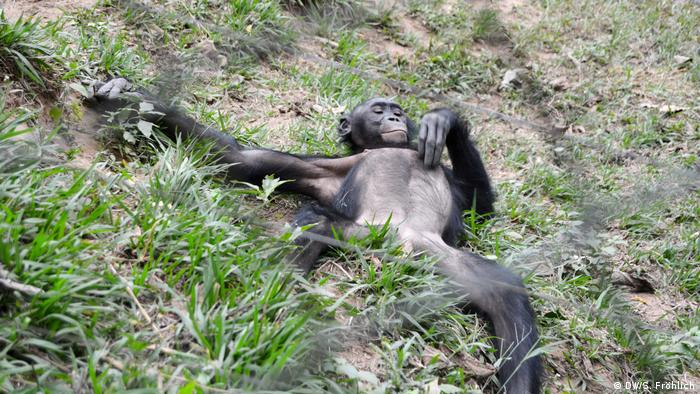  Desde el año 2009, los trabajadores de la reserva pusieron en libertad a dos grupos de bonobos huérfanos. 