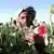 Seorang petani memanen bahan dasar opium dari tananam poppy