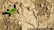 ARCHIV - 12.08.2015, Bayern, Manching: Eine Pflanze wächst auf trockenem und rissigem Boden. Der zu trockene Sommer bringt den Bauern dieses Jahr Ernteausfälle. Der Freistaat will angesichts des Klimawandels Maßnahmen zur langfristigen Sicherung der Wasserversorgung ergreifen. (zu dpa «Wasserknappheit: Huber will mit Millionenprogramm vorsorgen» vom 21.07.2018) Foto: Sven Hoppe/dpa +++ dpa-Bildfunk +++ | Verwendung weltweit