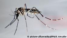 Genetically modified mosquitoes breed in Brazil