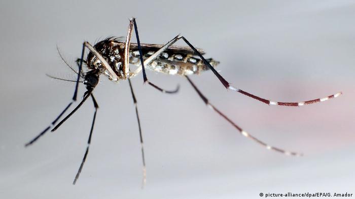 Mosquito which can transmit Dengue fever.