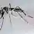 A yellow fever mosquito, Aedes aegypti