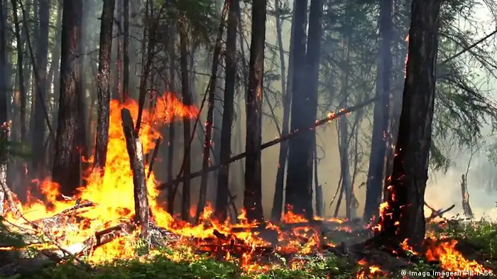 Incluso dentro del Círculo Polar Ártico, los incendios no dieron tregua este 2019.