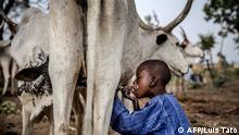 TOPSHOT - 8-year-old Fulani boy Suleiman Yusuf drinks milk from a cow belonging to his father cattle near his family's house at Kachia Grazing Reserve, Kaduna State, Nigeria, on April 16, 2019. - Kachia Grazing Reserve is an area set aside for the use of Fulani pastoralist and it is intended to be the foci of livestock development. The purpose for the grazing reserves is the settlement of nomadic pastoralists and inducement to sedentarisation through the provision of land for grazing and permanent water as way to avoid conflict. (Photo by Luis TATO / AFP) Reportage-Text: https://bit.ly/30b2nnc