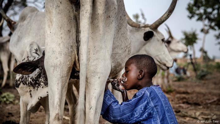 A boy drinks milk from a cow