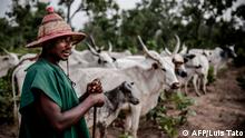 Fulani herdsman Yusuf Ibrahim walks along his cattle while grazing at Kachia Grazing Reserve, Kaduna State, Nigeria, on April 16, 2019. - Kachia Grazing Reserve is an area set aside for the use of Fulani pastoralist and it is intended to be the foci of livestock development. The purpose for the grazing reserves is the settlement of nomadic pastoralists and inducement to sedentarisation through the provision of land for grazing and permanent water as way to avoid conflict. (Photo by Luis TATO / AFP) Reportage-Text: https://bit.ly/30b2nnc