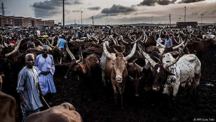 Nigreria Fulani-Nomaden (AFP/Luis Tato)