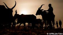 A herdsman prepares cows for his costumer after cattle transactions at Illiea Cattle Market, Sokoto State, Nigeria, on April 21, 2019. - Illiea is the last Nigerian town before Niger's border and the cattle market is one of the largest of West Africa receiving pastoralist nomads from several countries in the region. (Photo by Luis TATO / AFP) Reportage-Text: https://bit.ly/30b2nnc