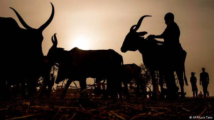 A herdsman prepares cows for his costumer after cattle transactions at Illiea Cattle Market
