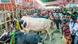Bangladesh Dhaka | Cattle Market
Bangladesh Dhaka | Cattle Market