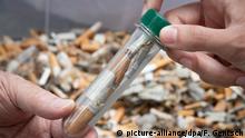 Цигаркові недопалки переробляють... грибами (25.11.2021)