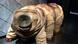 Тихоходки (tardigrada) в музее Амстердама Тихоходки (tardigrada) в музее Амстердама