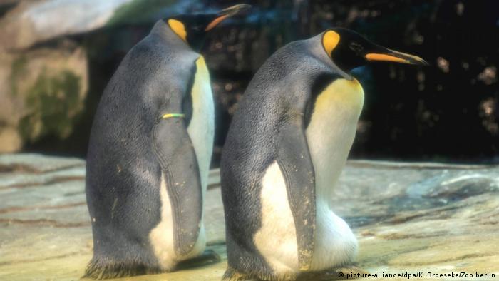 Same-sex emperor penguin couple Skipper and Ping at the Berlin Zoo 