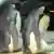 Deutschland Schwules Pinguinpaar brütet Ei