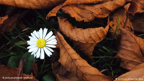 Gänseblümchen im Herbstlaub (Foto: Bernd Weißbrod dpa/lsw)