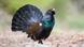 The capercaillie is at risk of extinction in Germany and elsewhere in Europe The capercaillie is at risk of extinction in Germany and elsewhere in Europe