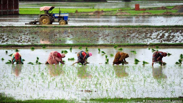 Indien Landwirtschaft
