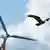 Buzzard flying past wind wheel
